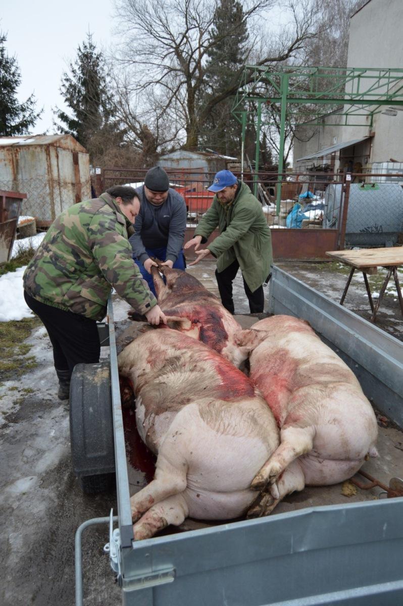 Fotogaléria Zabíjačkové slávnosti 2018 (118) Zabíjačkové slávnosti 2018